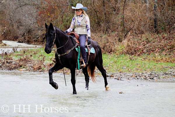 beginner-kentucky-mountain-horse