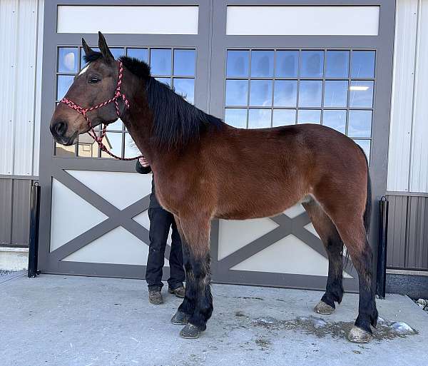 husband-safe-belgian-standardbred-horse