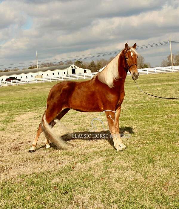 elite-tennessee-walking-horse