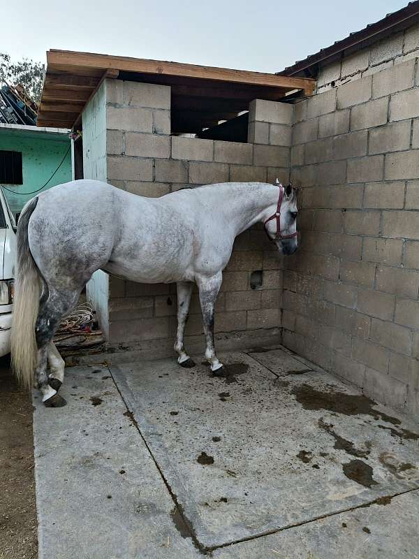 andalusian-quarter-horse