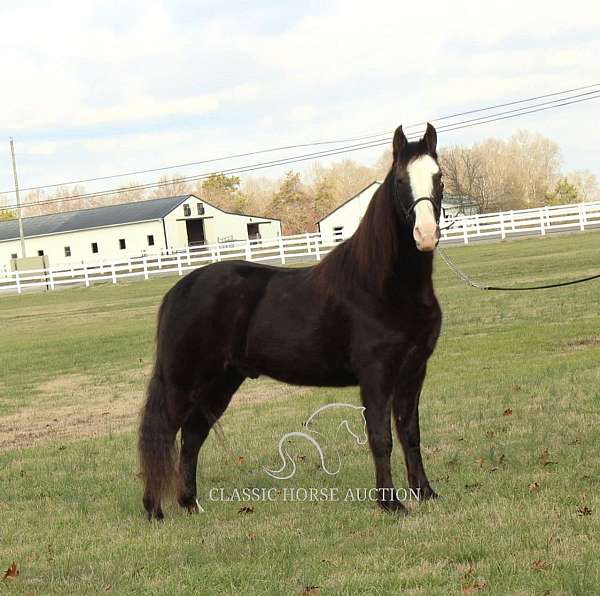 all-tennessee-walking-horse