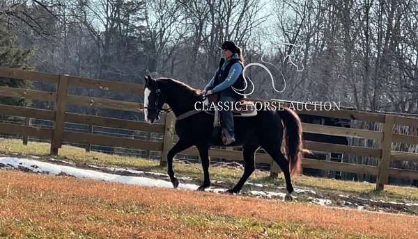 all-around-tennessee-walking-horse