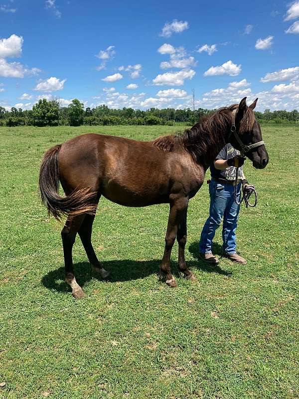 wimpy-arabian-horse