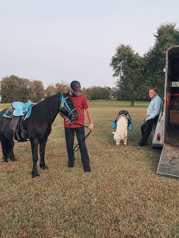 all-around-gelding