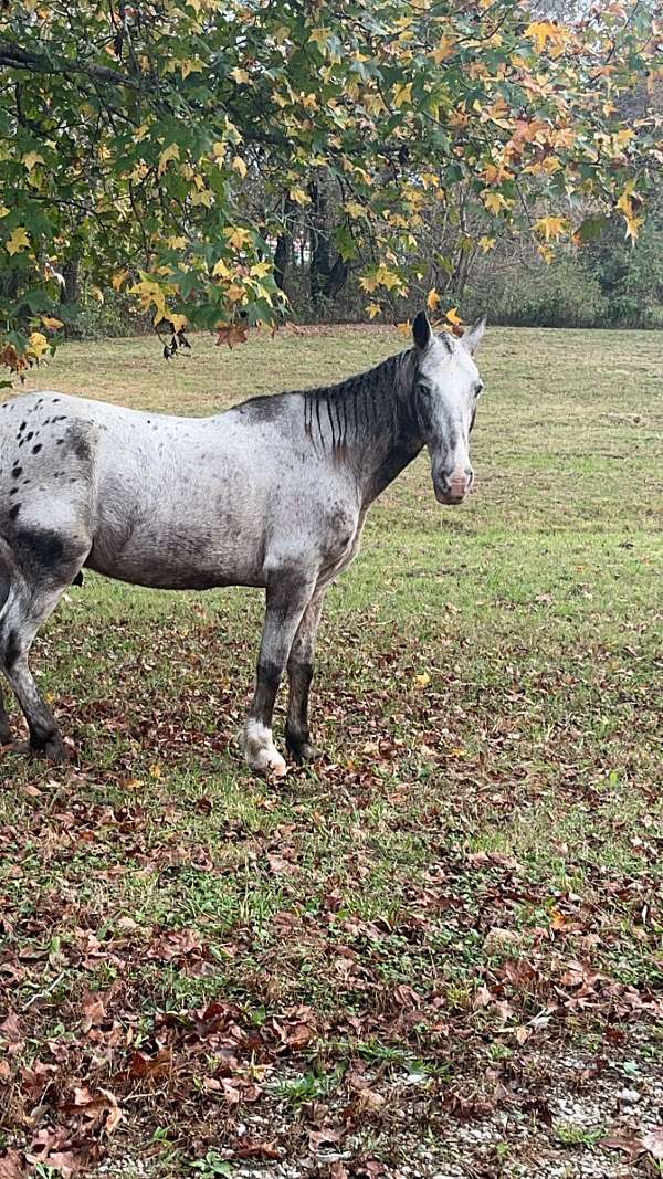 all-around-appaloosa-horse