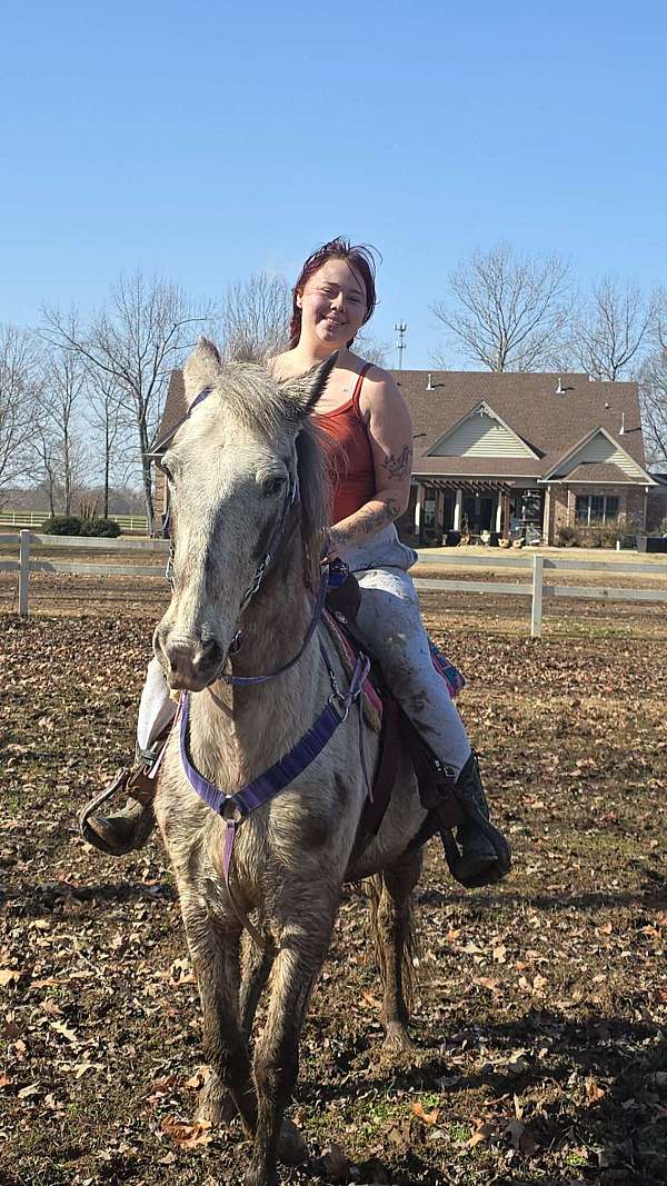 flashy-appaloosa-horse