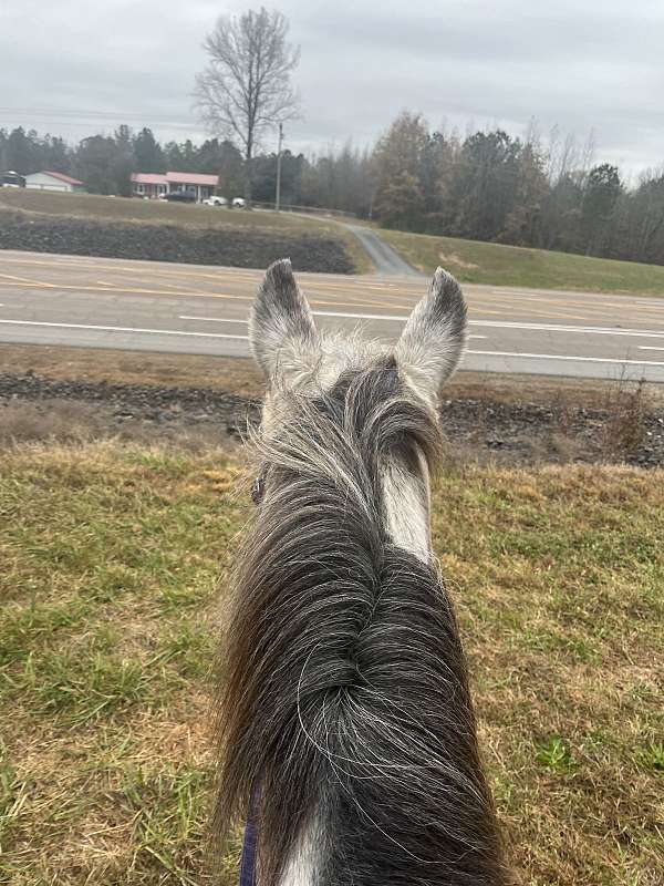 ridden-western-appaloosa-horse