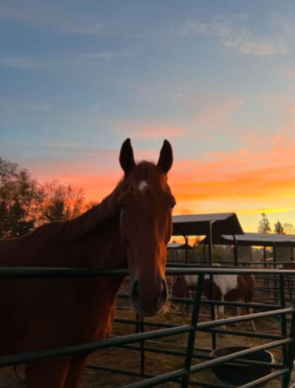 chestnut-star-two-hind-socks-horse