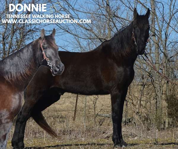 experienced-twh-tennessee-walking-horse