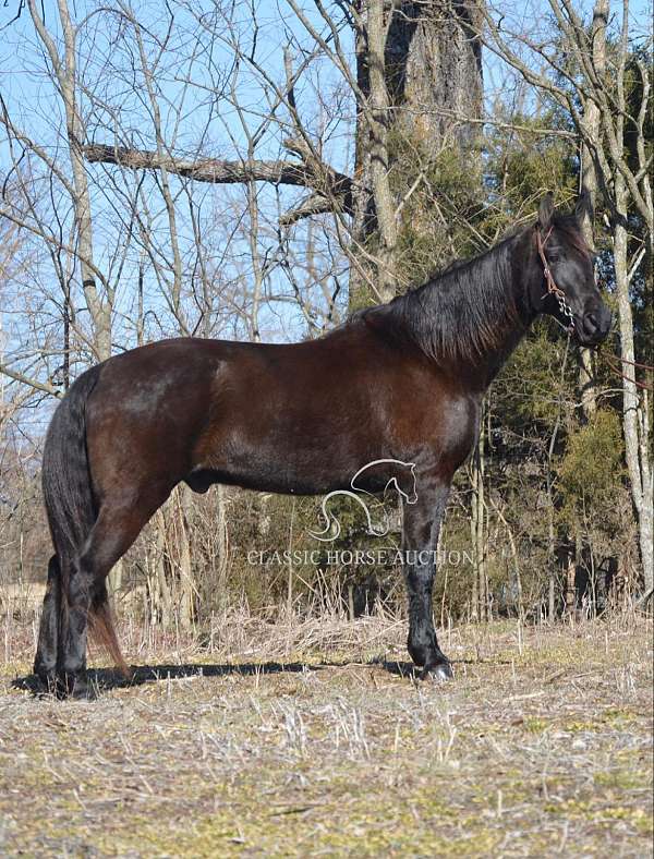 fei-tennessee-walking-horse