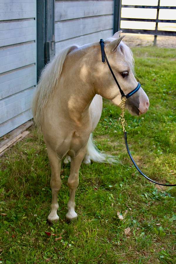 overo-palomino-stallion-foal