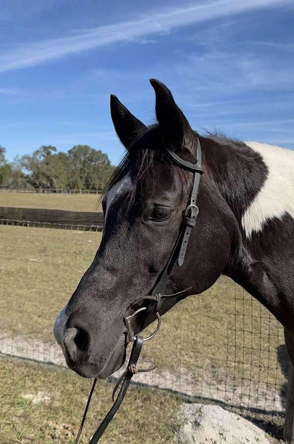 black-overo-half-arabian-gelding