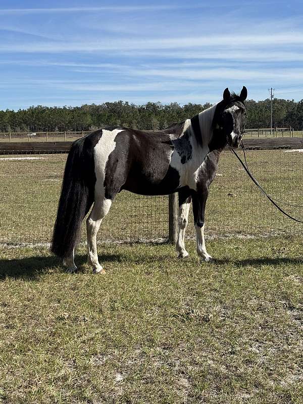 black-overo-half-arabian-for-sale