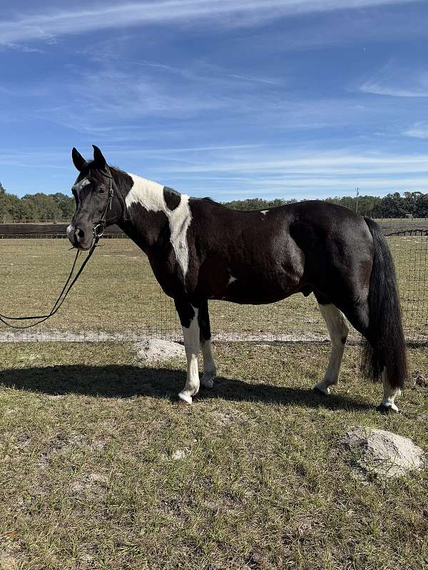 black-overo-half-arabian-horse