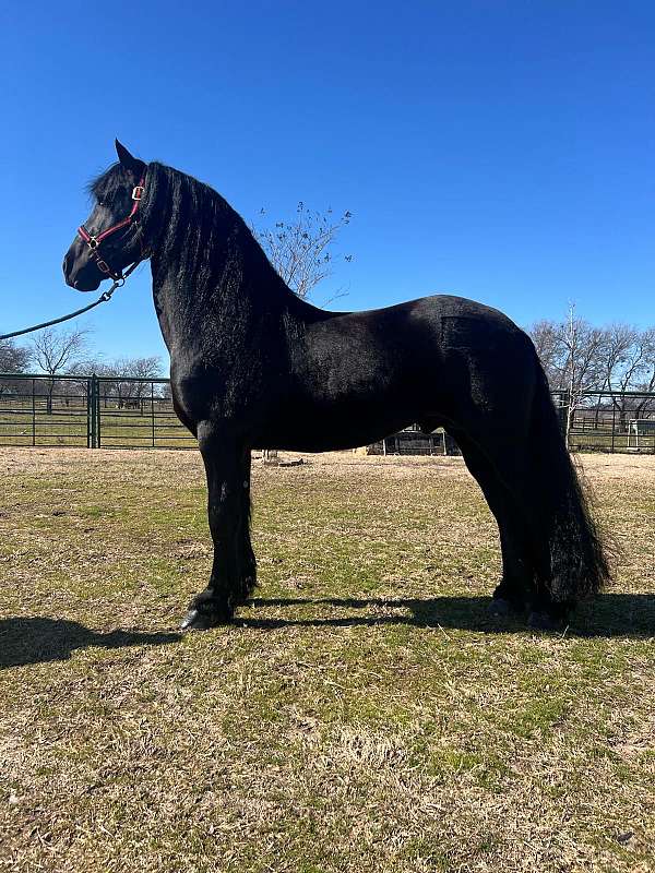 all-around-friesian-horse