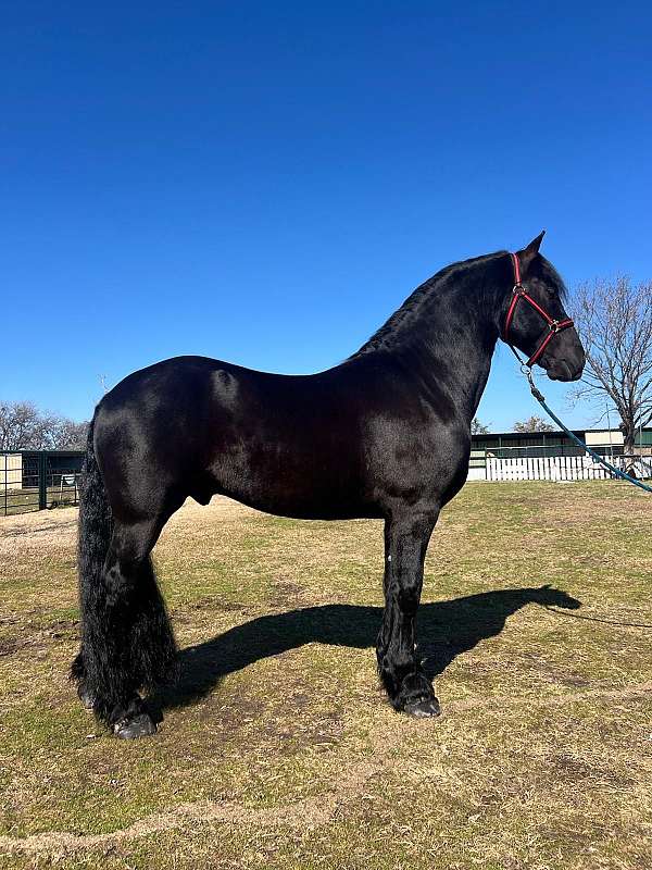 fort-worth-friesian-horse