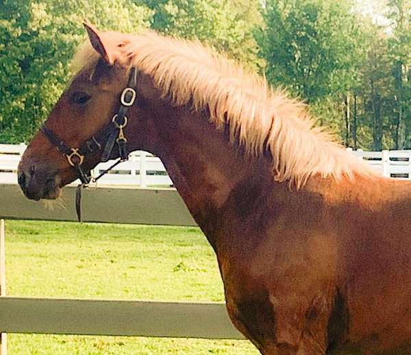 chestnut-lusitano-gelding