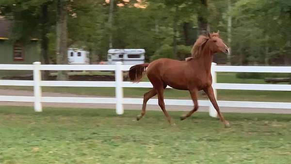 chestnut-apsl-gelding