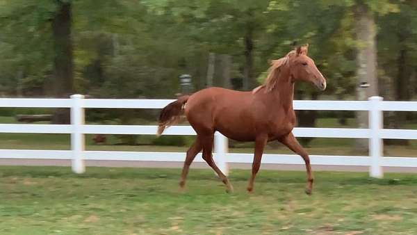 chestnut-apsl-horse