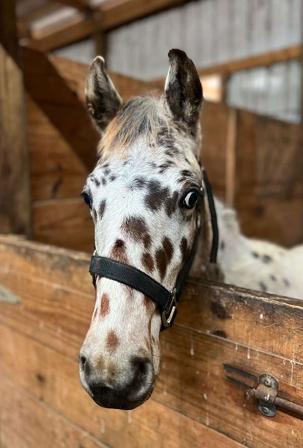 white-bay-leopard-horse