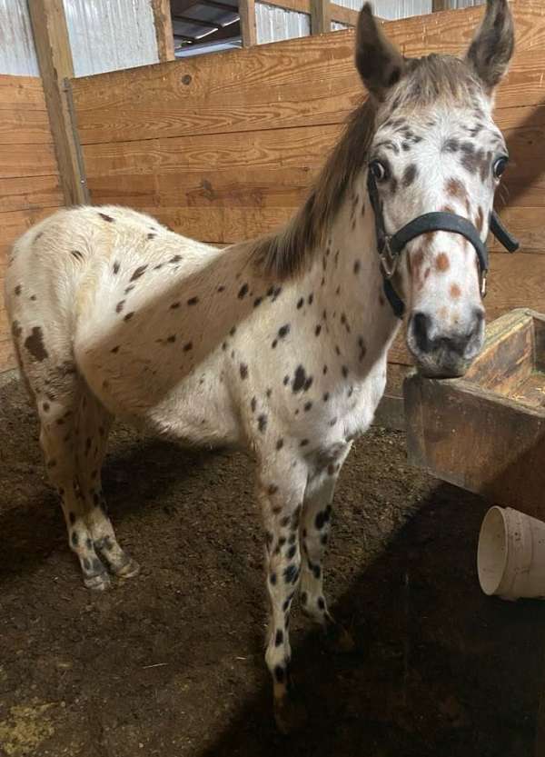 bay-leopard-walkaloosa-horse