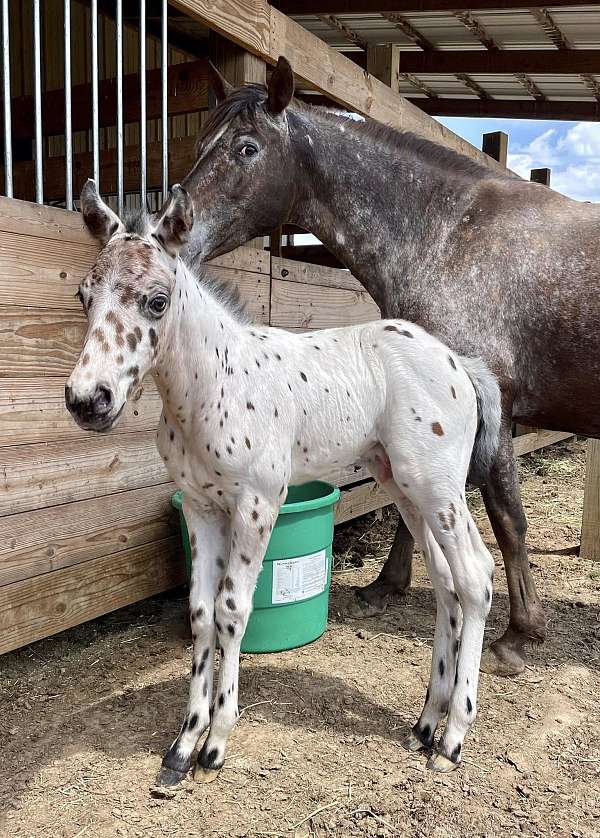 horse-now-walkaloosa