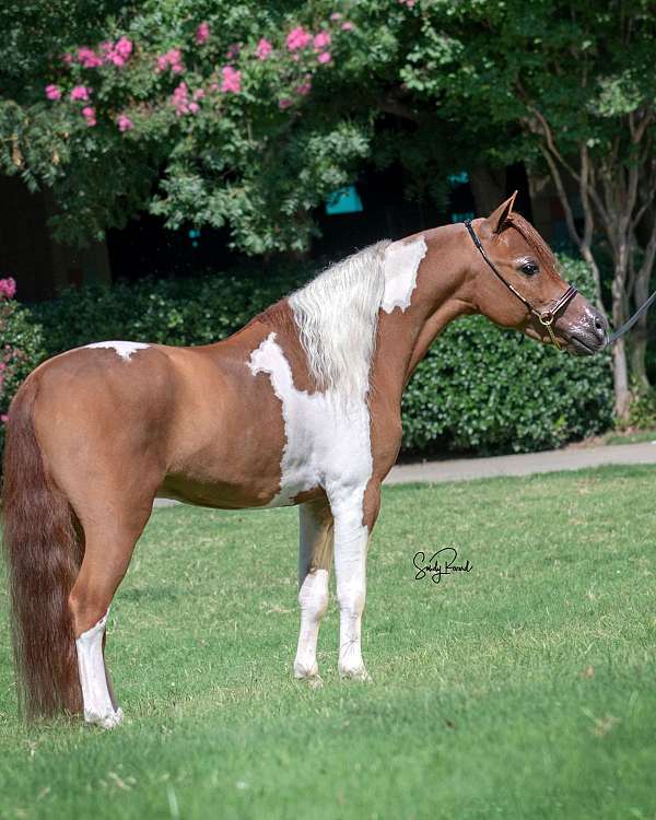 4-hand-tobiano-horse