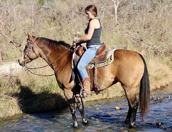 miniature-donkey-mare