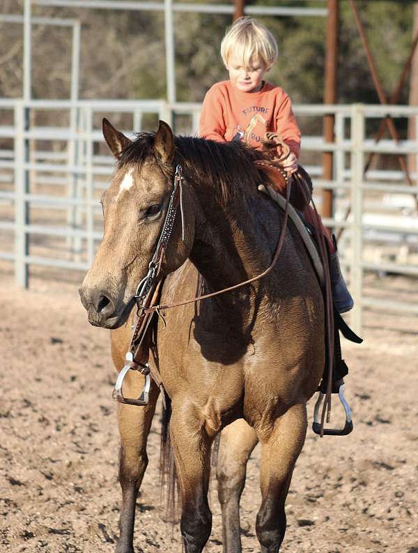 available-quarter-horse