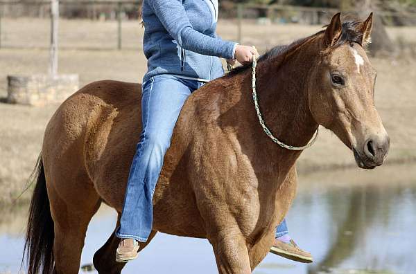 best-friend-quarter-horse