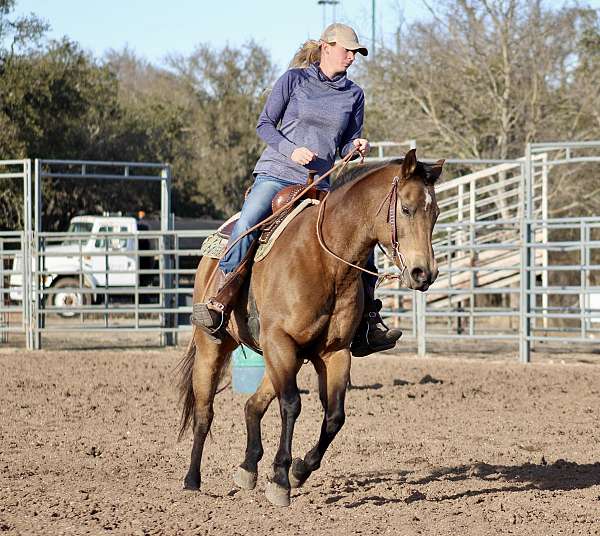 broodmare-quarter-horse