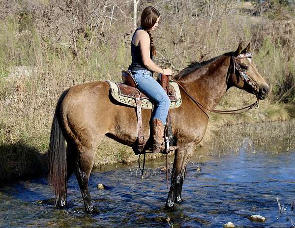 buckskin-quarter-horse