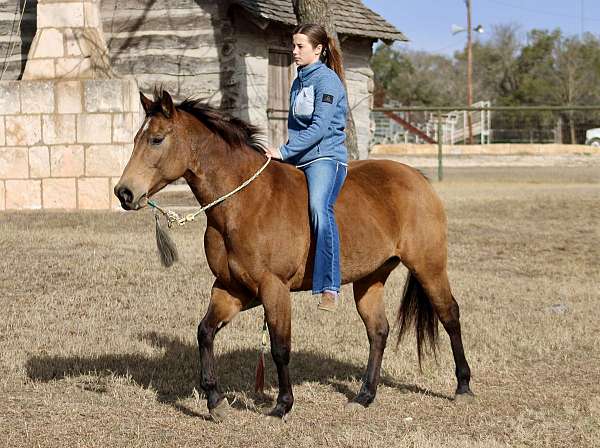 all-quarter-horse