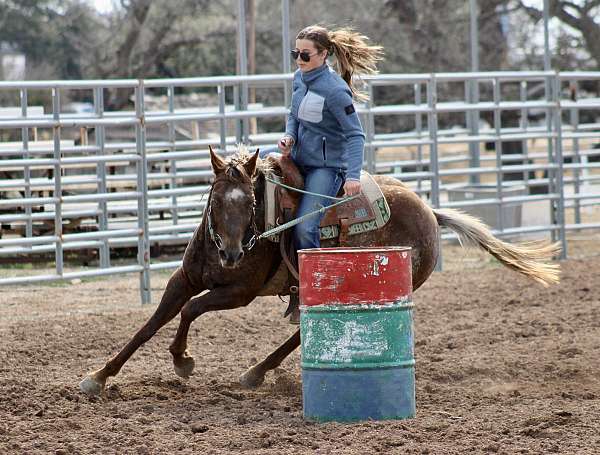 dark-chestnut-appaloosa-horse