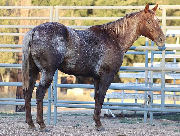 great-handle-appaloosa-horse