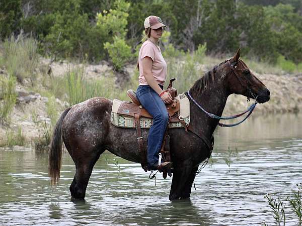 great-movement-appaloosa-horse