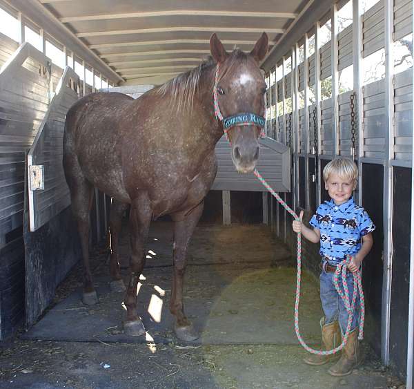 health-certificate-appaloosa-horse