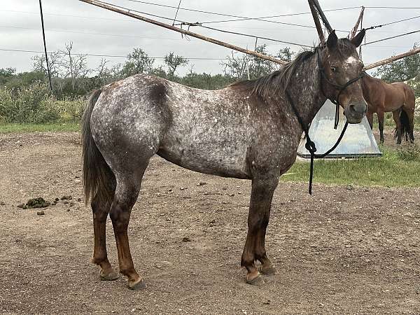 heart-appaloosa-horse