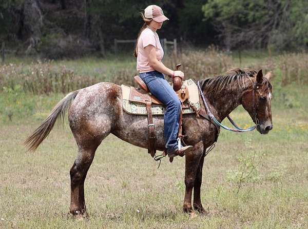 little-horse-appaloosa