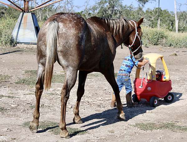 markings-appaloosa-horse