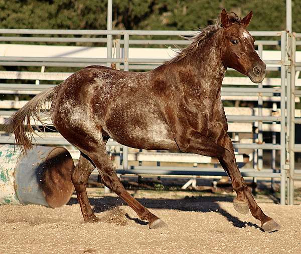 scope-appaloosa-horse