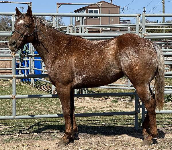 bridleless-appaloosa-horse