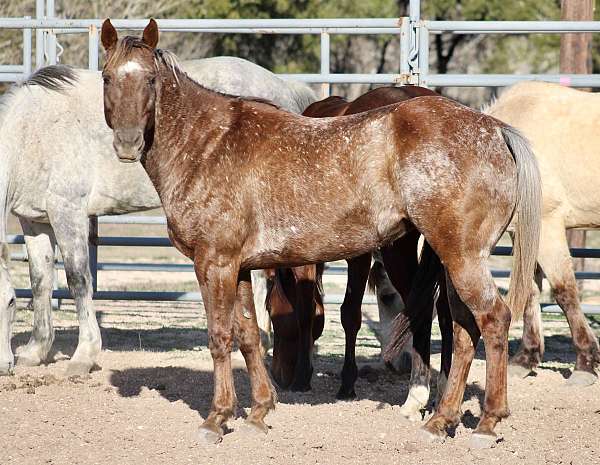 reasonable-appaloosa-horse