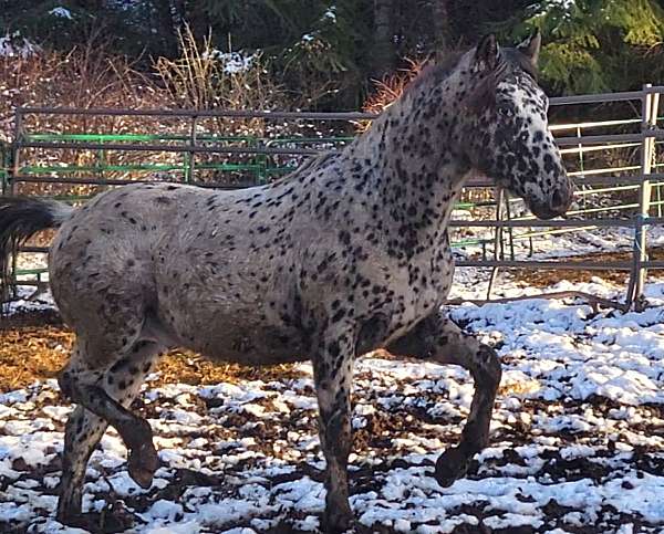 leopard-horse