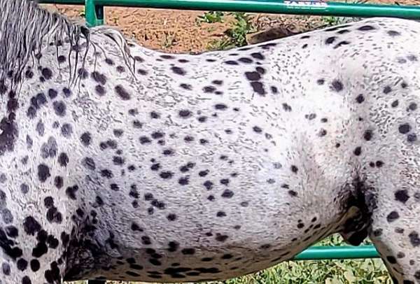 black-leopard-horse