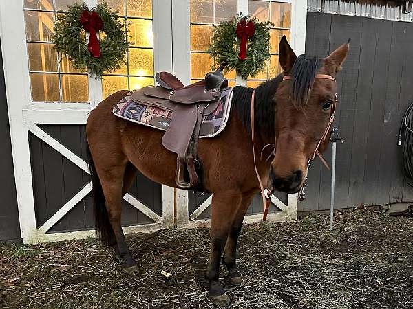 quarter-horse-for-sale