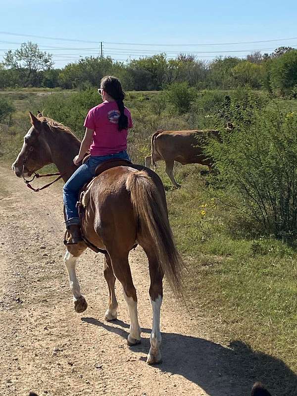 roan-therapy-horse