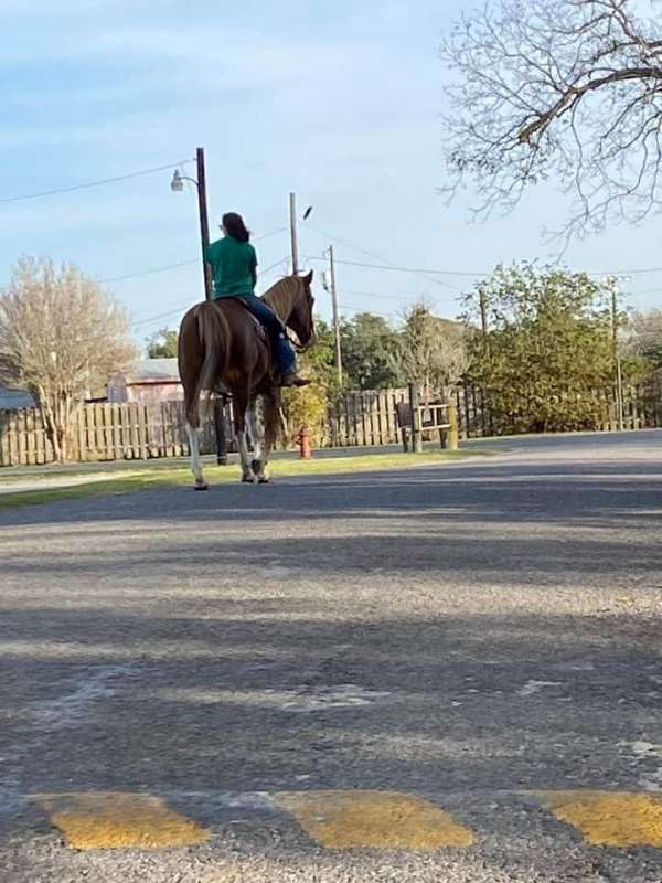 all-around-draft-horse