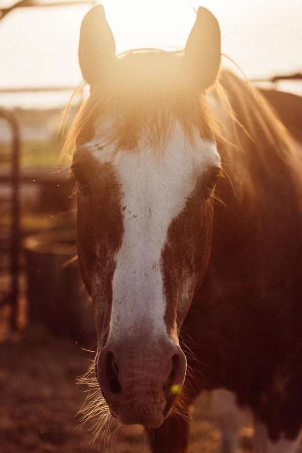 beginner-draft-horse