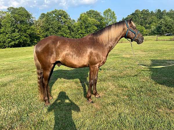 dappled-rocky-mountain-horse